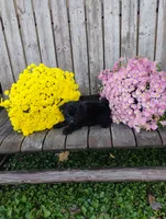 Mya, a female Pomapoo for sale in Portland, TN – 2 of 3