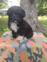 Odie, a male Aussiedoodle for sale in Portland, TN – 4 of 5