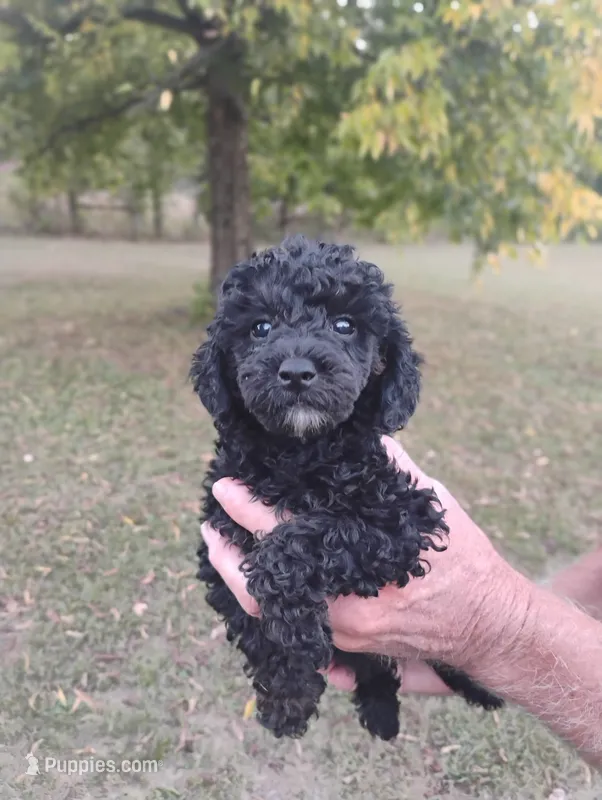 Minnie – Poodle - Toy  puppy for sale in Portland, TN