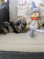 Scooter, a male Pomapoo for sale in Portland, TN – 6 of 6