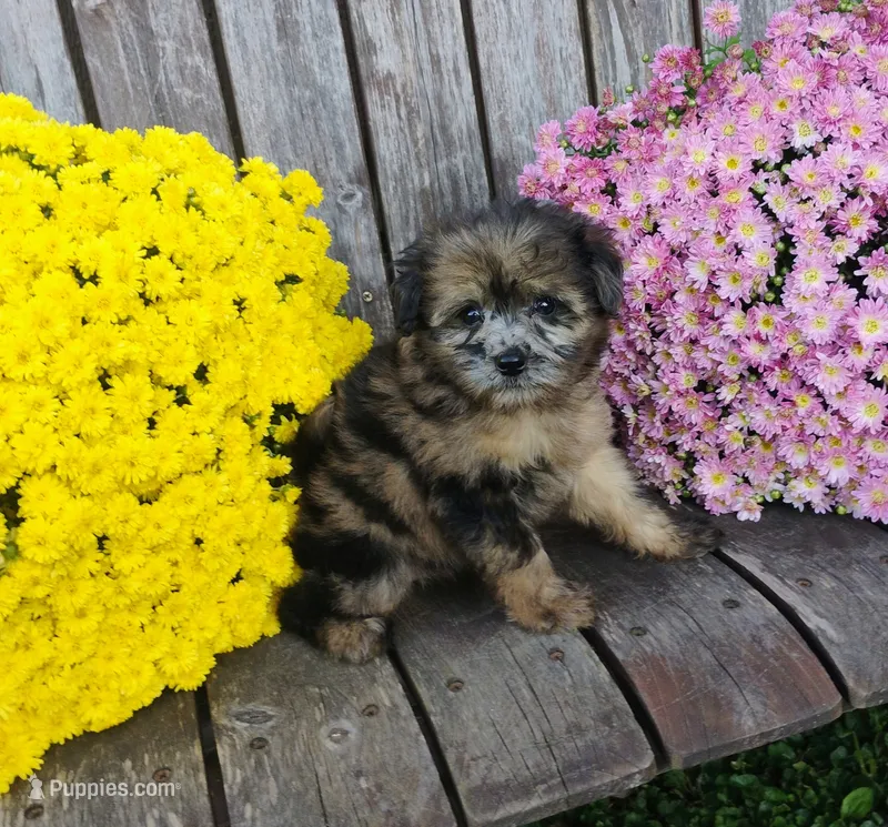 Aubrey – Pomapoo puppy for sale in Portland, TN