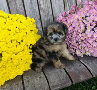 Aubrey, a female Pomapoo for sale in Portland, TN – 1 of 6