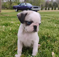 Kirby, a male Pug for sale in Portland, TN – Photo 7 of 7