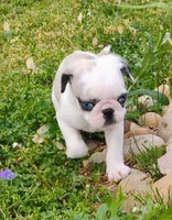 Kirby, a male Pug for sale in Portland, TN – Photo 2 of 7