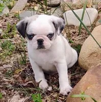 Kirby, a male Pug for sale in Portland, TN – Photo 3 of 7
