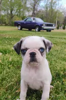 Kirby, a male Pug for sale in Portland, TN – Photo 5 of 7