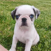 Kirby, a male Pug for sale in Portland, TN – Photo 1 of 7