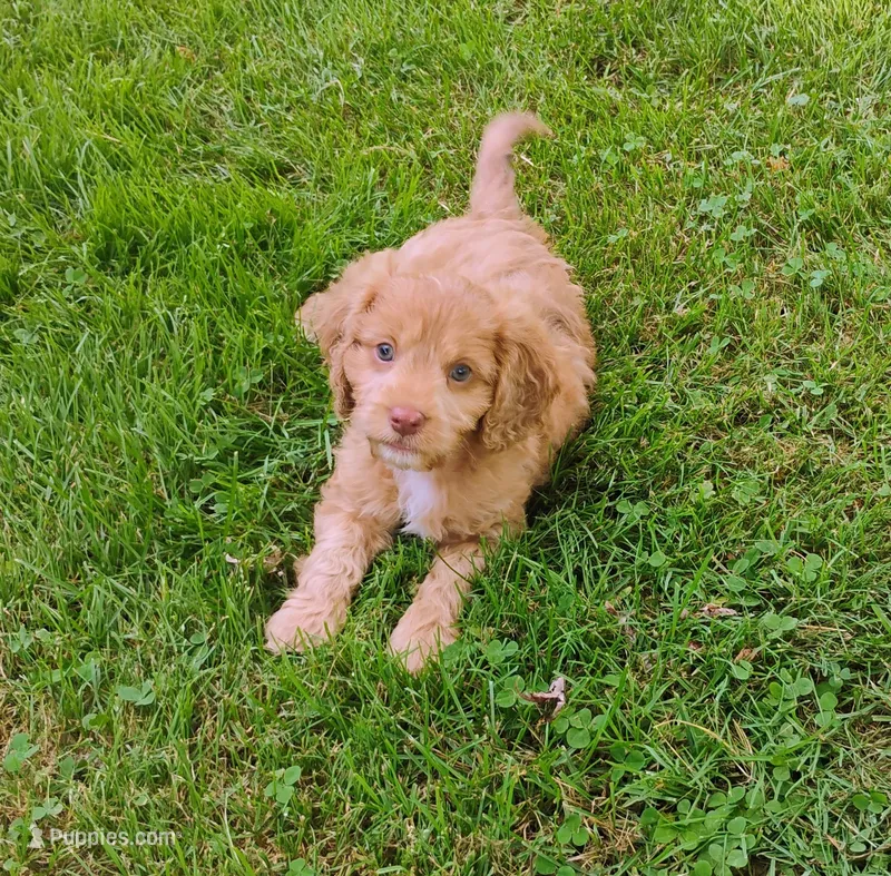 Cooper – Cavapoo puppy for sale in Portland, TN
