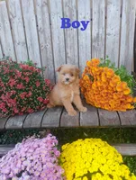 Cooter, a male Pomapoo for sale in Portland, TN – 6 of 6