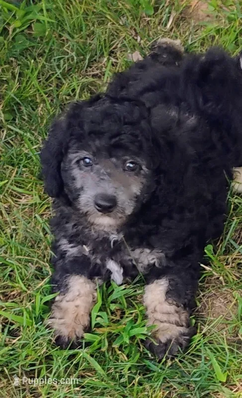 Joey – Schnoodle puppy for sale in Portland, TN