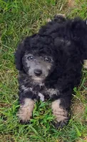 Joey, a male Schnoodle for sale in Portland, TN – 1 of 4
