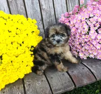 Aubrey, a female Pomapoo for sale in Portland, TN – 3 of 6