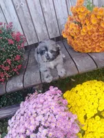 Pierre, a male Pomapoo for sale in Portland, TN – 1 of 6