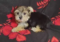 Jenni, a female Yorkshire Terrier for sale in Portland, TN – 3 of 4