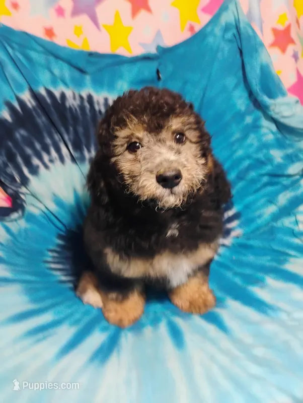 Joey – Schnoodle puppy for sale in Portland, TN