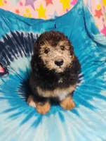Joey, a male Schnoodle for sale in Portland, TN – 1 of 6