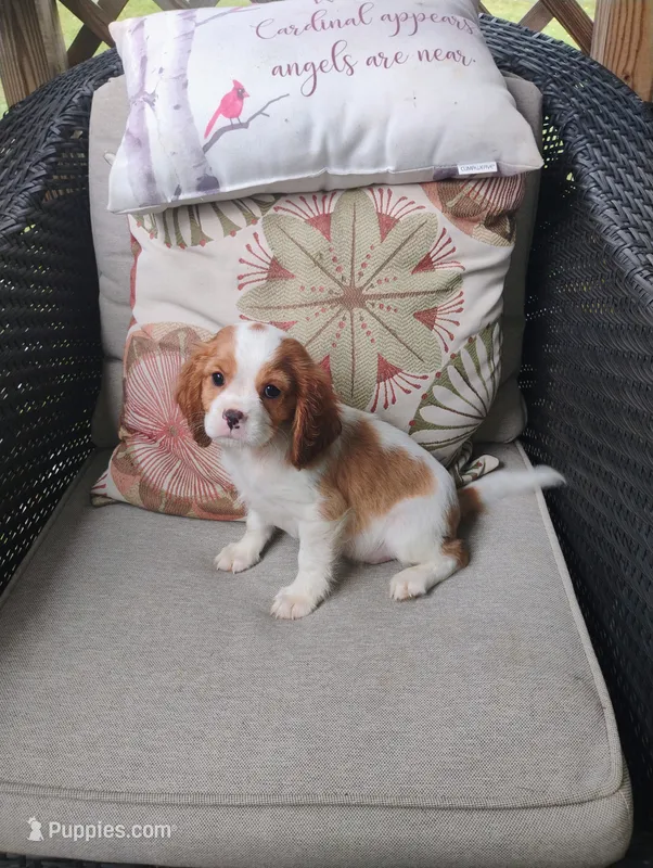 Copper – Cavalier King Charles Spaniel puppy for sale in Portland, TN