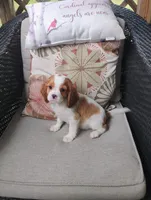 Copper, a male Cavalier King Charles Spaniel for sale in Portland, TN – 1 of 5