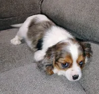 Pebbles, a female Cavalier King Charles Spaniel for sale in Portland, TN – 2 of 5