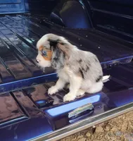 Blue-eyed Blaze, a male Cavalier King Charles Spaniel for sale in Portland, TN – 8 of 10