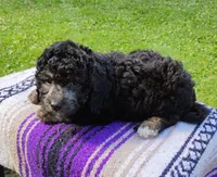 Joey, a male Schnoodle for sale in Portland, TN – 2 of 5