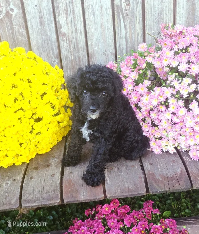 Scarlett – Poodle - Toy  puppy for sale in Portland, TN