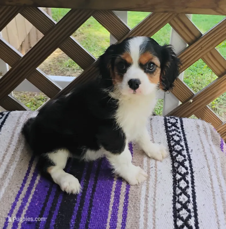 Rose – Cavalier King Charles Spaniel puppy for sale in Portland, TN
