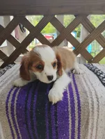 Daisy, a female Cavalier King Charles Spaniel for sale in Portland, TN – 4 of 7