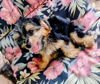 Codi, a male Yorkshire Terrier for sale in Portland, TN – 3 of 6