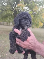 Scarlett, a female Poodle - Toy  for sale in Portland, TN – 1 of 5