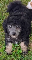 Jayjay, a male Schnoodle for sale in Portland, TN – 3 of 4