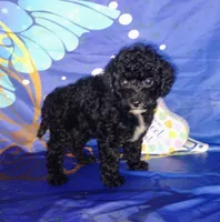 Scarlett , a female Poodle - Toy  for sale in Portland, TN – 1 of 5