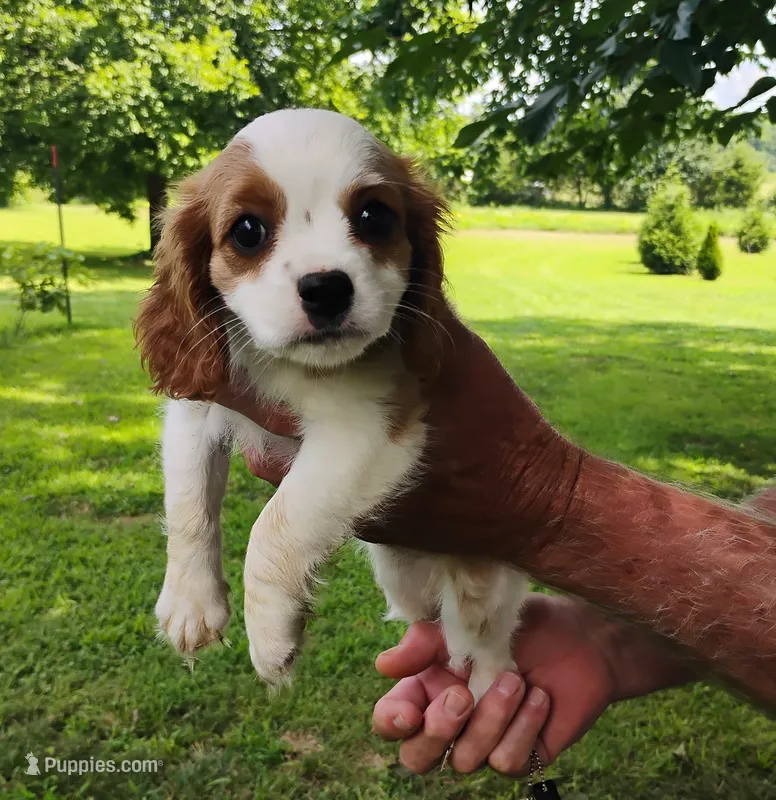 Daisy – Cavalier King Charles Spaniel puppy for sale in Portland, TN
