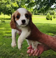 Daisy, a female Cavalier King Charles Spaniel for sale in Portland, TN – 1 of 5