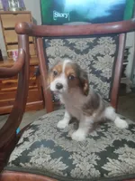 Sapphire, a male Cavalier King Charles Spaniel for sale in Portland, TN – 6 of 7
