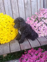 Scarlett, a female Poodle - Toy  for sale in Portland, TN – 5 of 5
