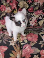 Teacup Ophelia , a female Pomeranian for sale in Portland, TN – 7 of 7