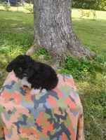 Ozzy, a male Aussiedoodle for sale in Portland, TN – 4 of 4