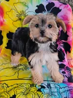 Minnie, a female Yorkshire Terrier for sale in Portland, TN – 5 of 7