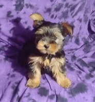 Benson, a male Yorkshire Terrier for sale in Portland, TN – 2 of 4