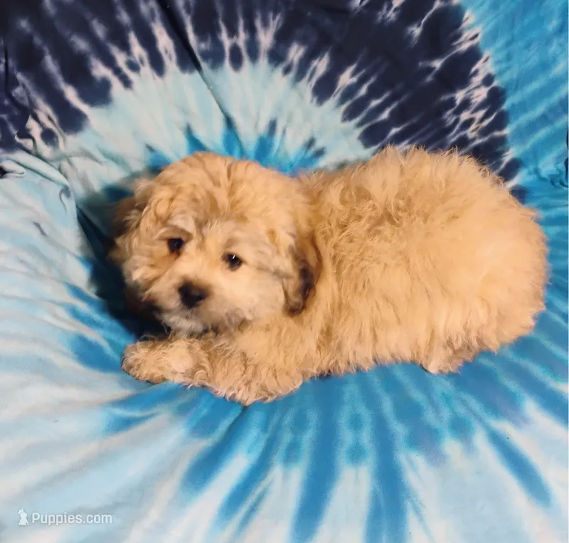 Teddy – Bichon Frise, Shih Tzu puppy for sale in Portland, TN