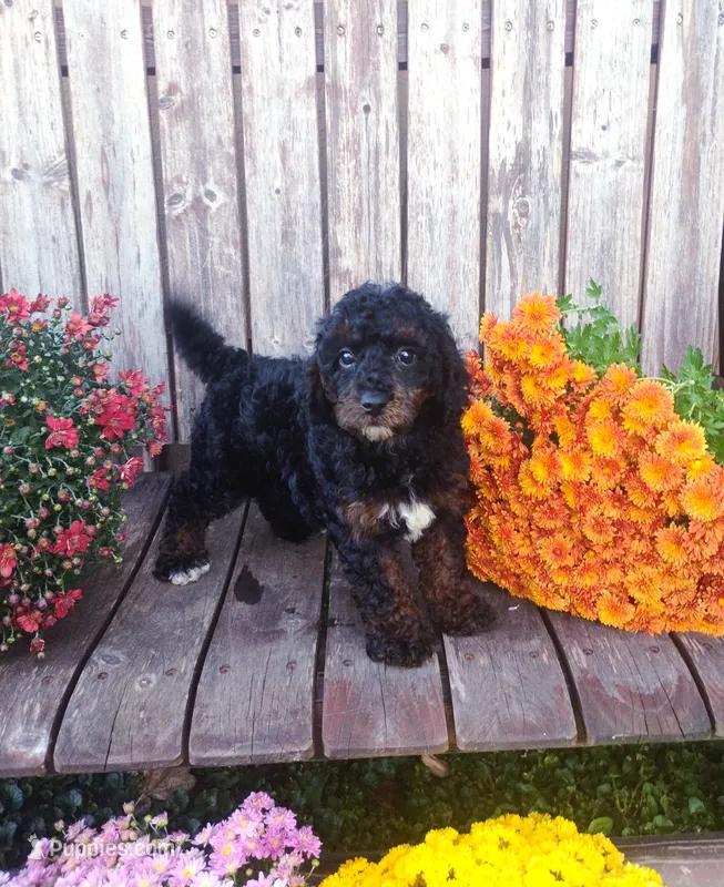 Otto – Poodle - Toy  puppy for sale in Portland, TN