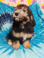 Joey, a male Schnoodle for sale in Portland, TN – 3 of 6
