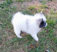 Teacup Ophelia , a female Pomeranian for sale in Portland, TN – 2 of 7