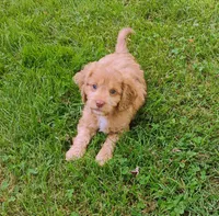 Cooper, a male Cavapoo for sale in Portland, TN – 3 of 4