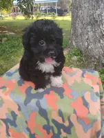 Odie, a male Aussiedoodle for sale in Portland, TN – 2 of 5