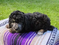 Joey, a male Schnoodle for sale in Portland, TN – 5 of 5