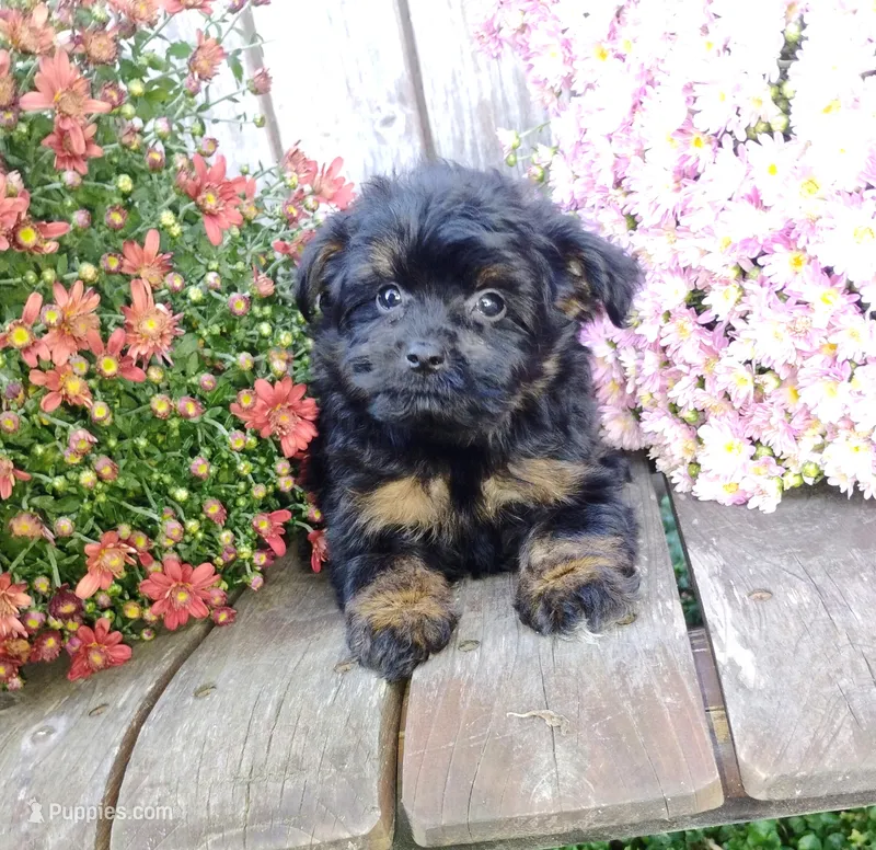Izzie – Pomapoo puppy for sale in Portland, TN