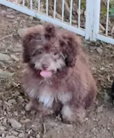 Carter, a male Schnoodle for sale in Portland, TN – 2 of 4