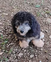 Joey, a male Schnoodle for sale in Portland, TN – 2 of 4